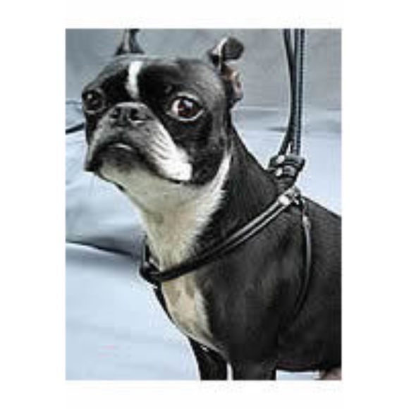 cinopelca dog collar